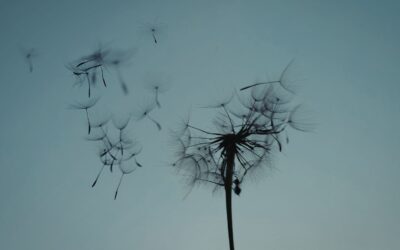 Las palabras, otra forma de viento…